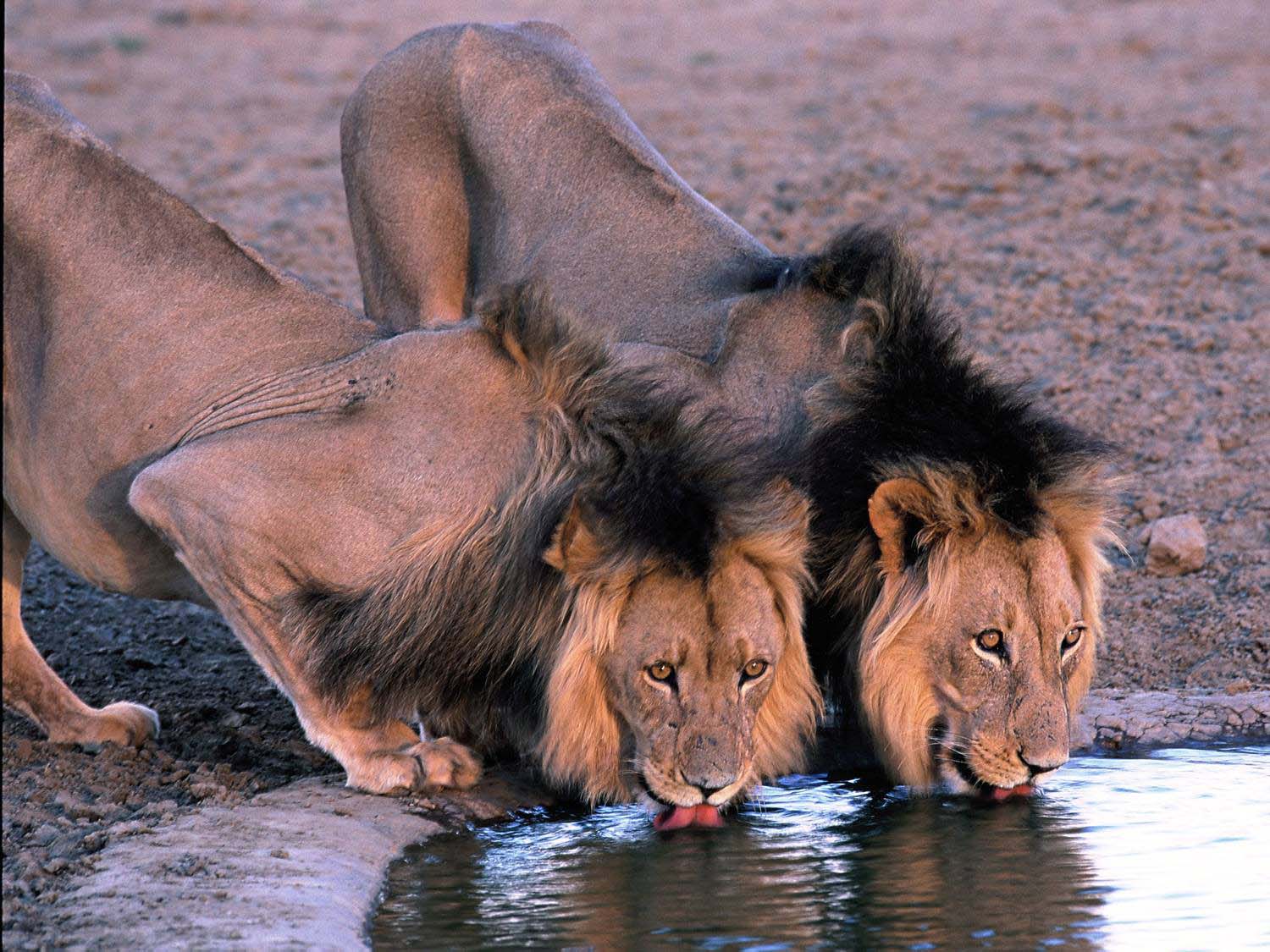 Visit Tswalu Kalahari on a Luxury Safari South Africa